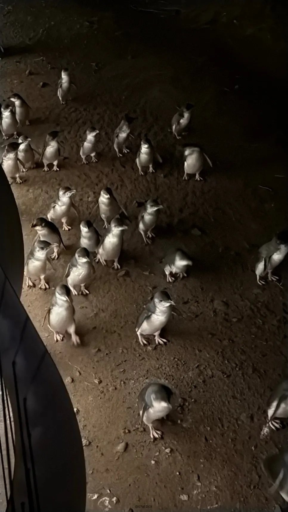 ペンギンパレードの観覧席