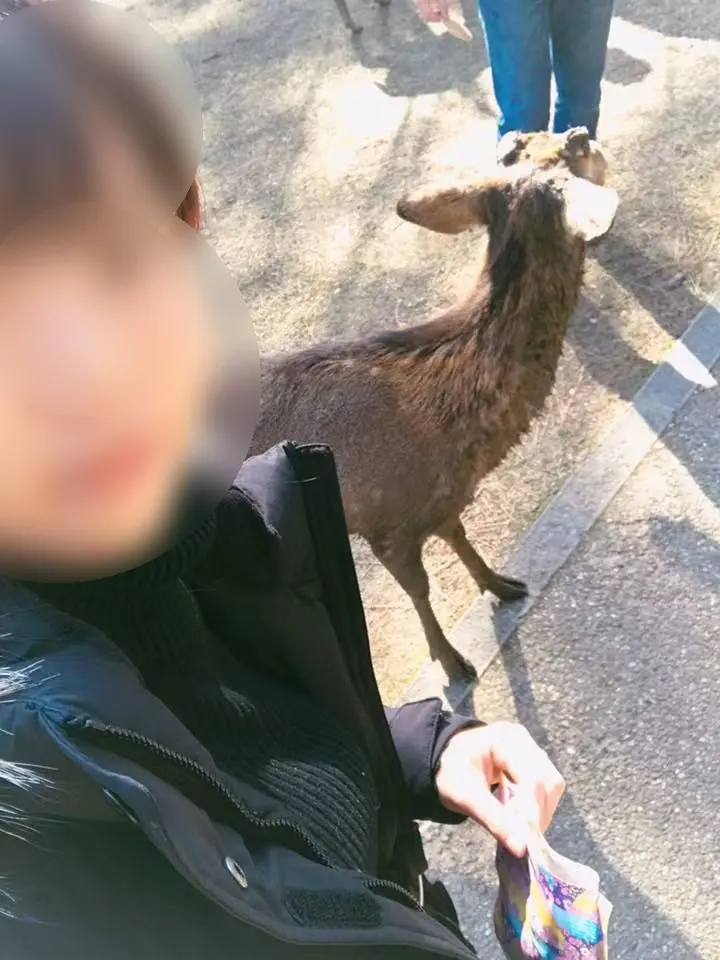 Nara deer looking for crackers