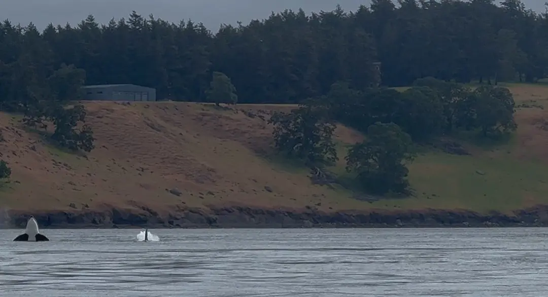 ผู้คนบนเรือทัวร์ดูวาฬกำลังมองหา Orca