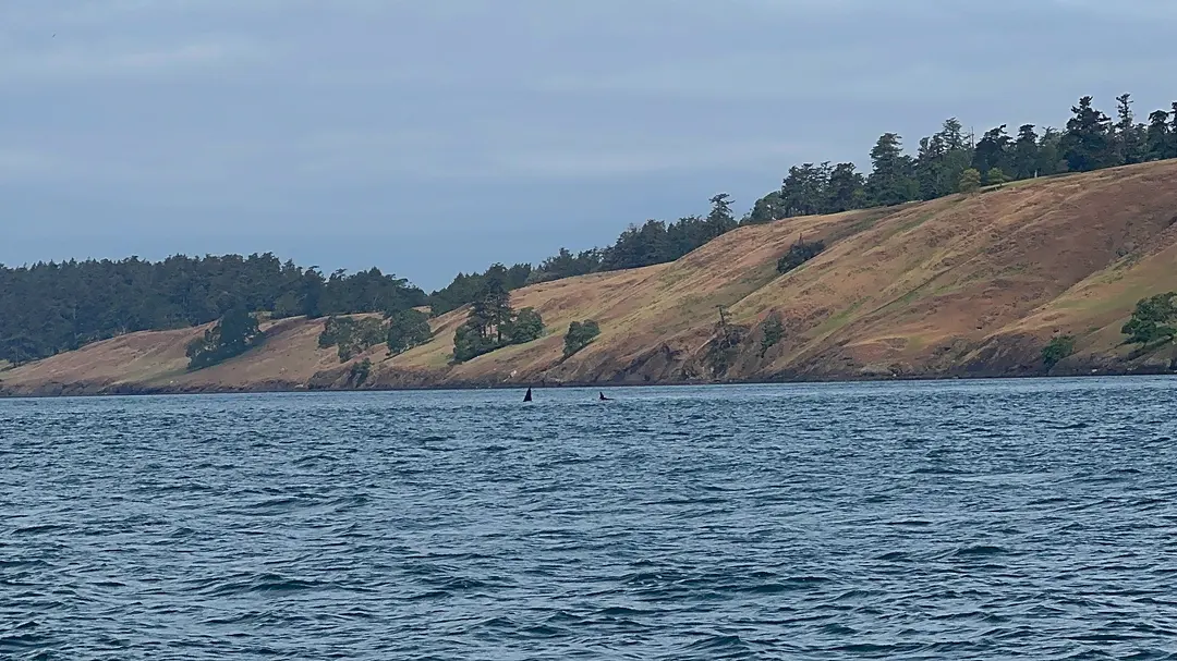 เรือทัวร์ดูวาฬ Orca กำลังแล่นออกทะเล