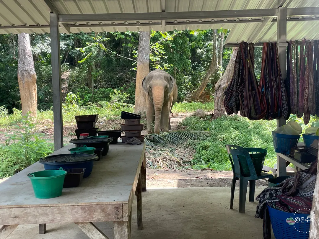 Elephant approaching visitors