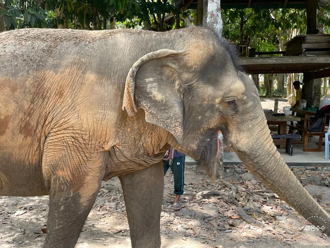 Smiling elephant