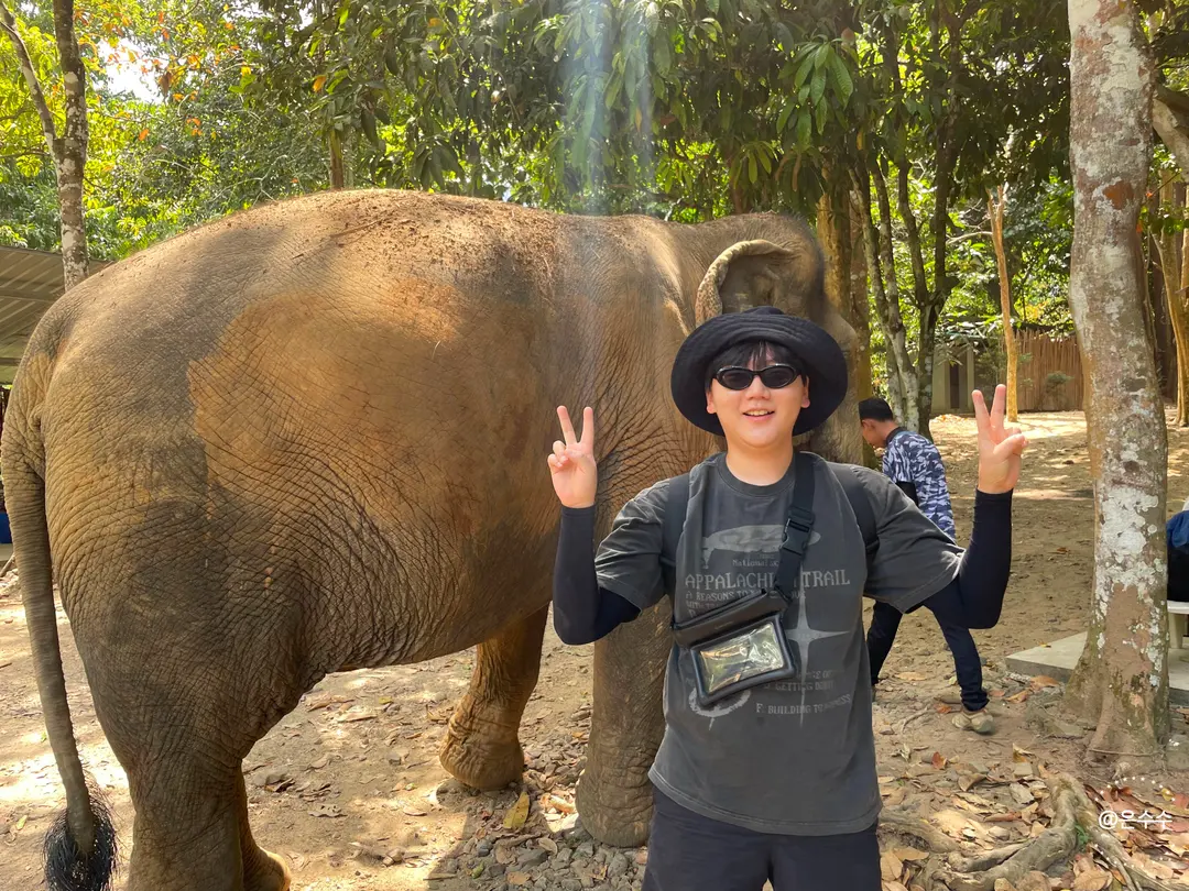 Taking photos with elephants