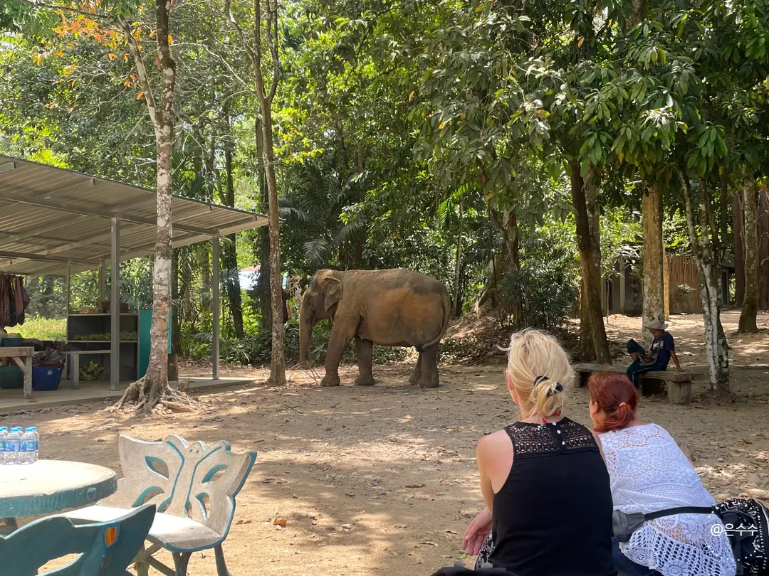 Elephants waiting patiently
