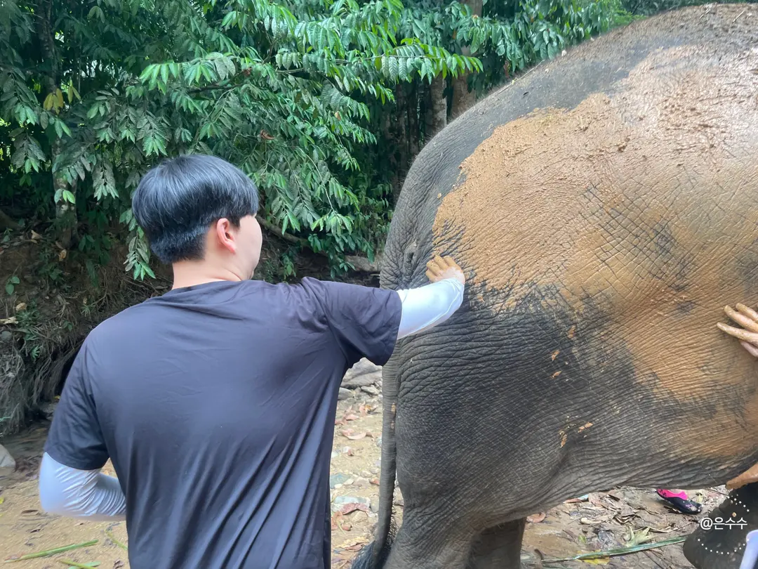 Applying mud on elephant