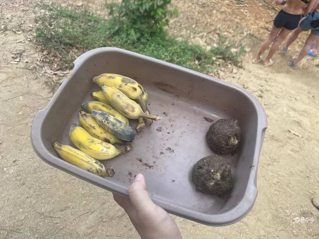 Feeding protein balls to elephants
