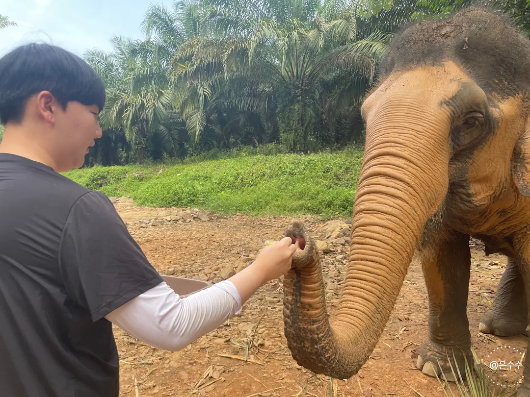 Elephant eating banana