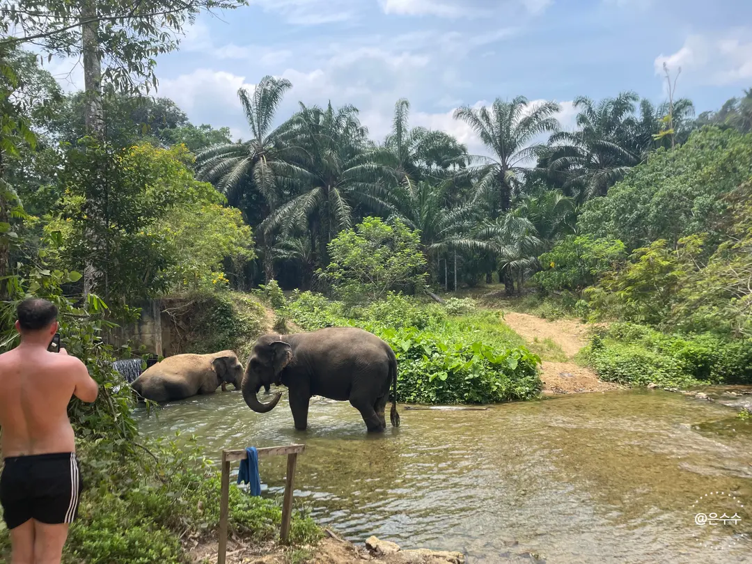 Elephants entering the river