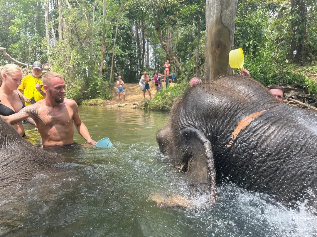 Bathing elephants