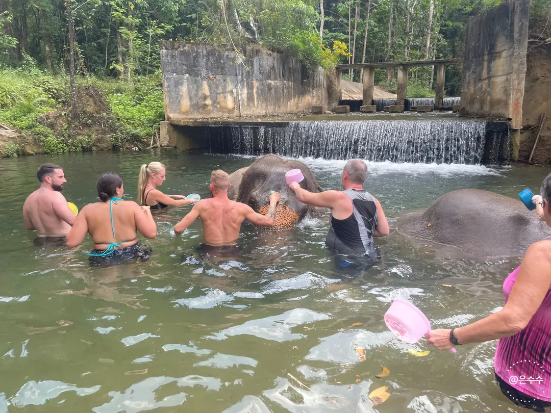 Elephant lying down in river
