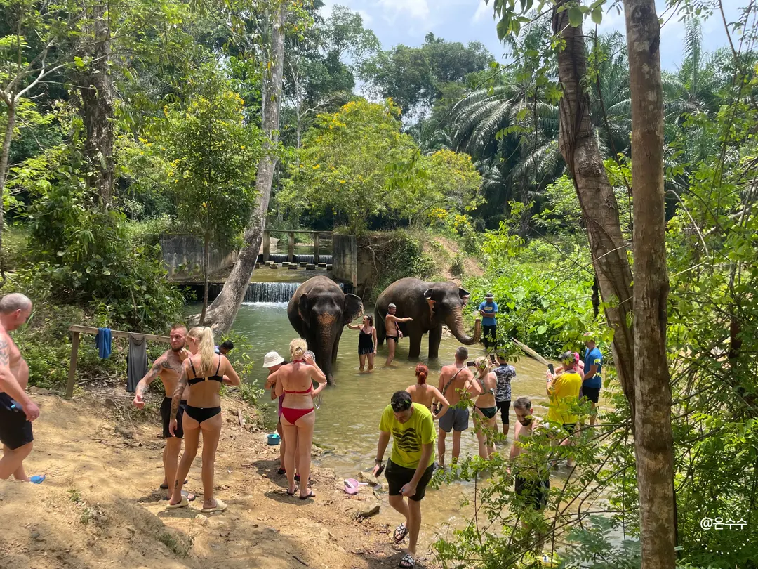 Photos with elephants in the river
