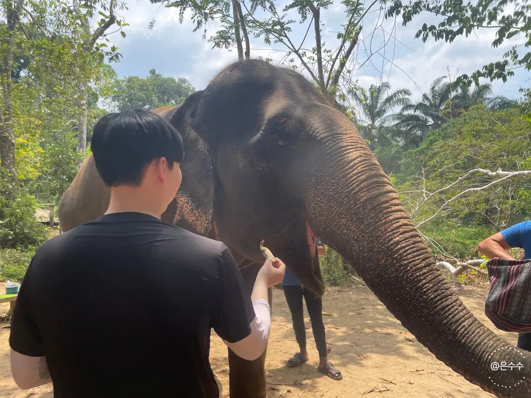 Feeding last bananas