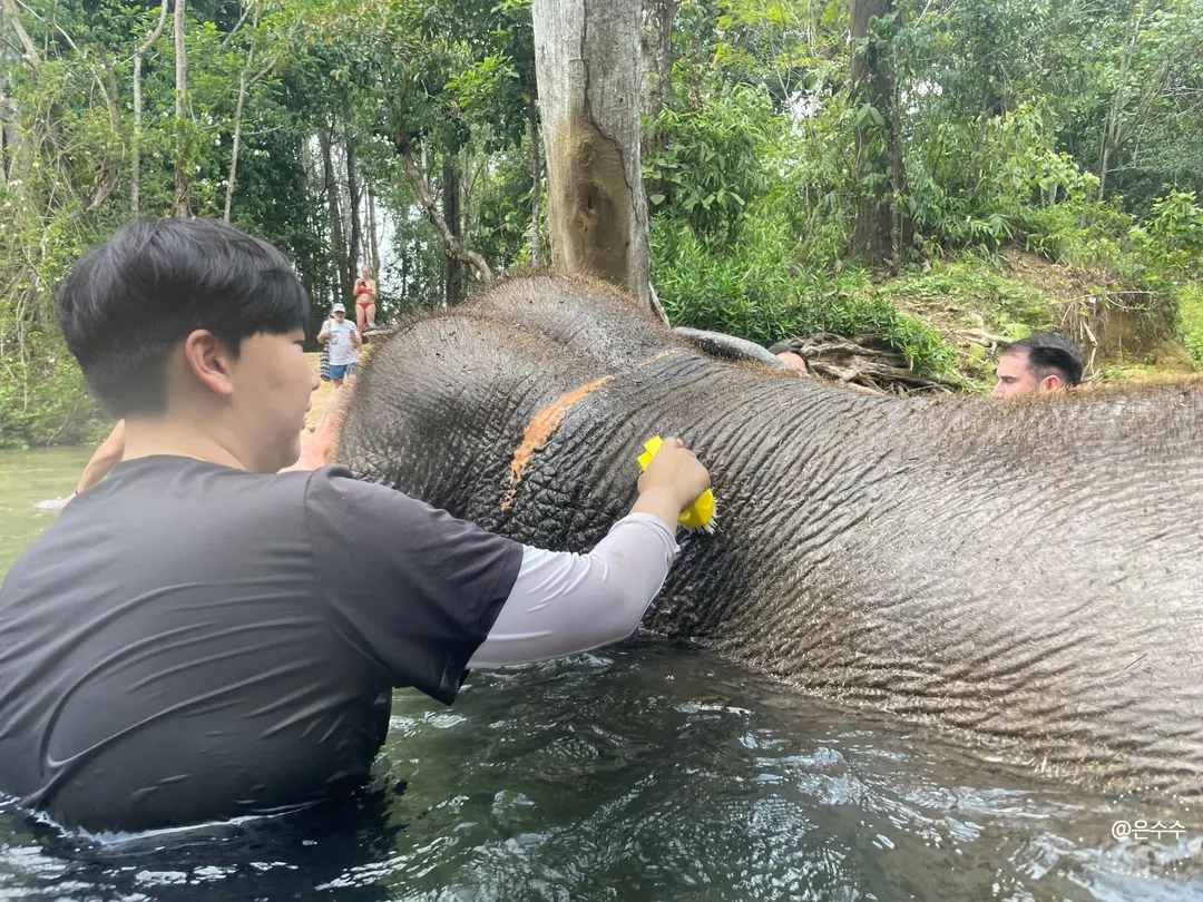 Gentle elephant bathing