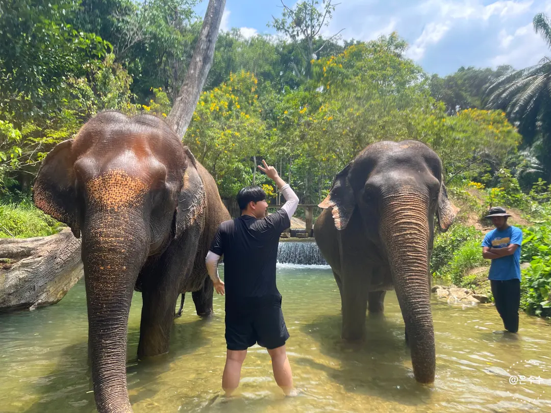 Elephants spraying water