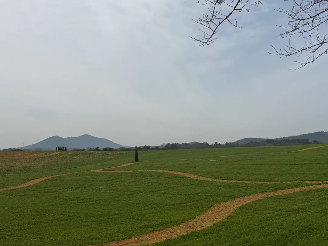 高敞・青麦畑の緑豊かな風景