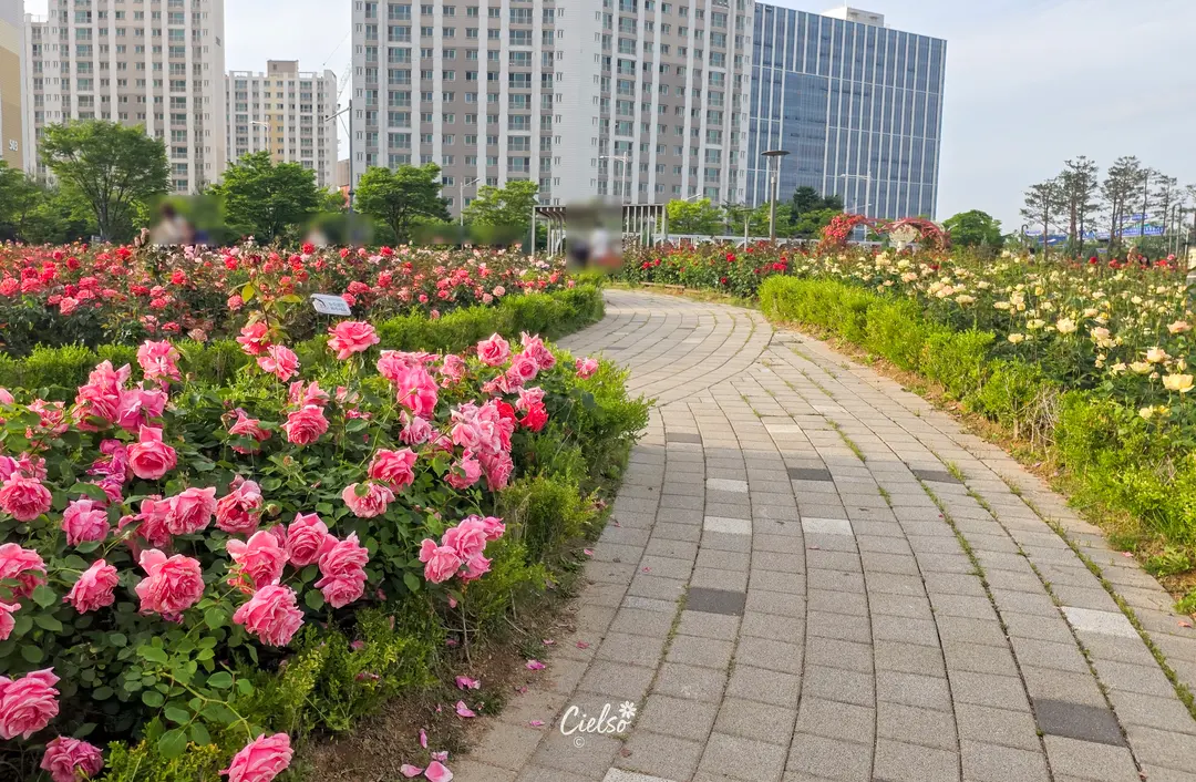 バラ園の散策路
