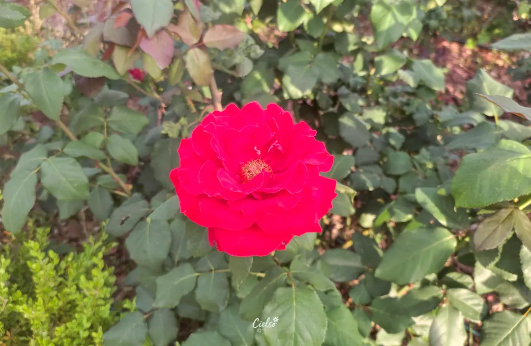 満開의バラ園
