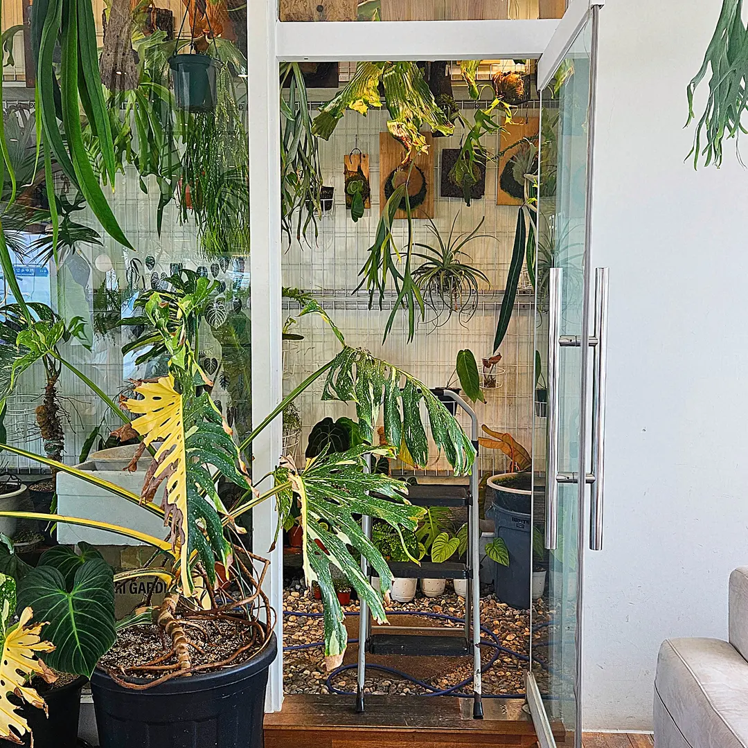 Plant-filled corner at La Scala