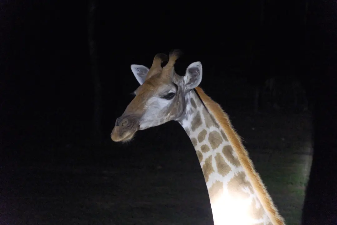 キリンの餌やり体験