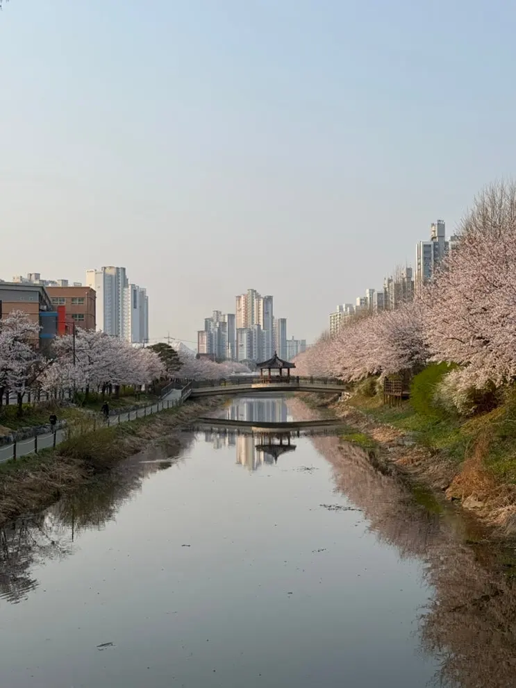 [인천] 벚꽃 명소 가볼 만한 곳 서부천 서부간선수로(주차, 4/10 개화 상황)