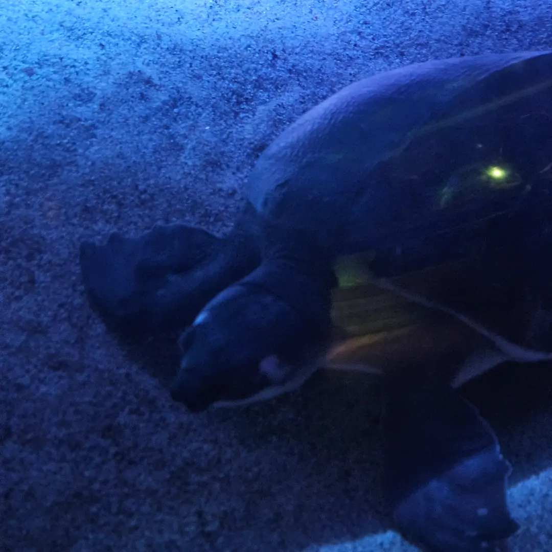 Yeosu Aqua Planet_Pig-nosed Turtle