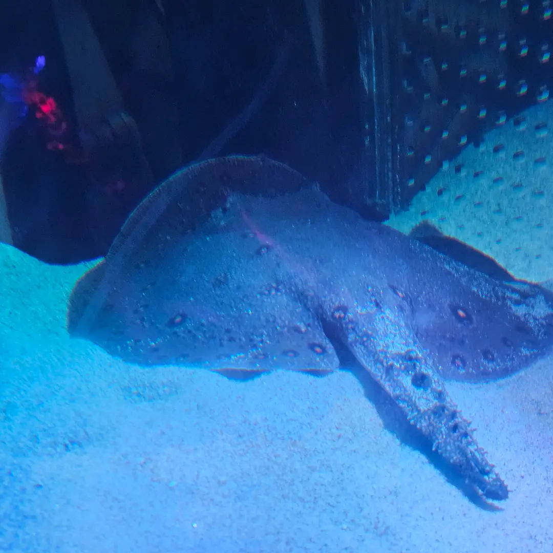 Yeosu Aqua Planet_Motoro Stingray