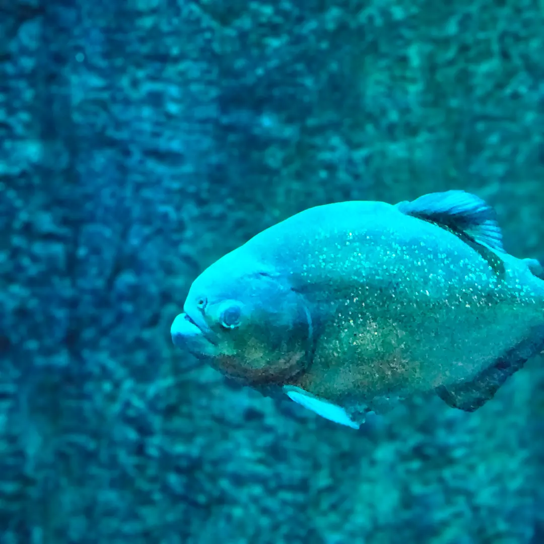 Yeosu Aqua Planet_Piranha