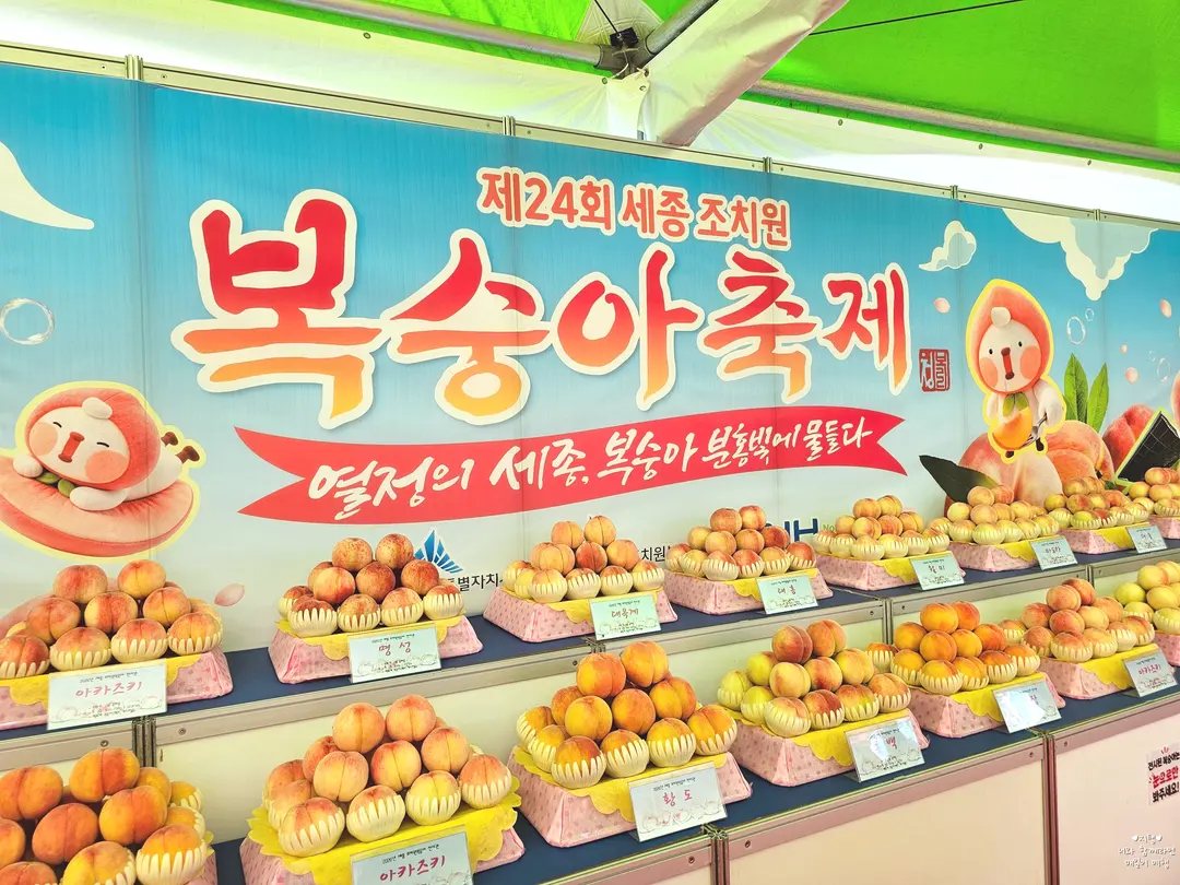 다양한 품종의 조치원 복숭아