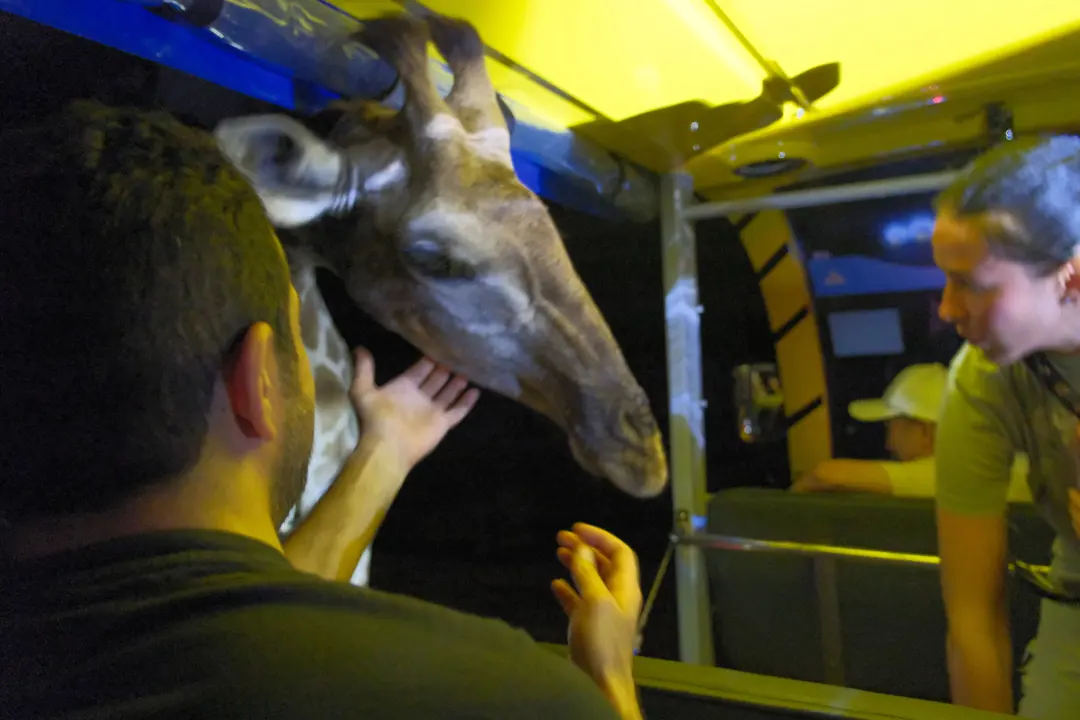 夜の動物たち