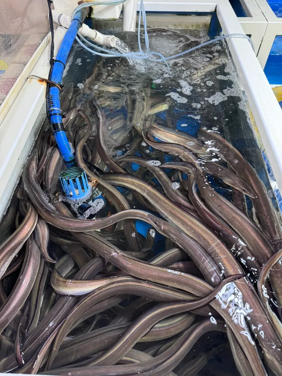 Live pike conger eel