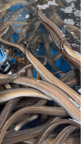 Active eels in tank
