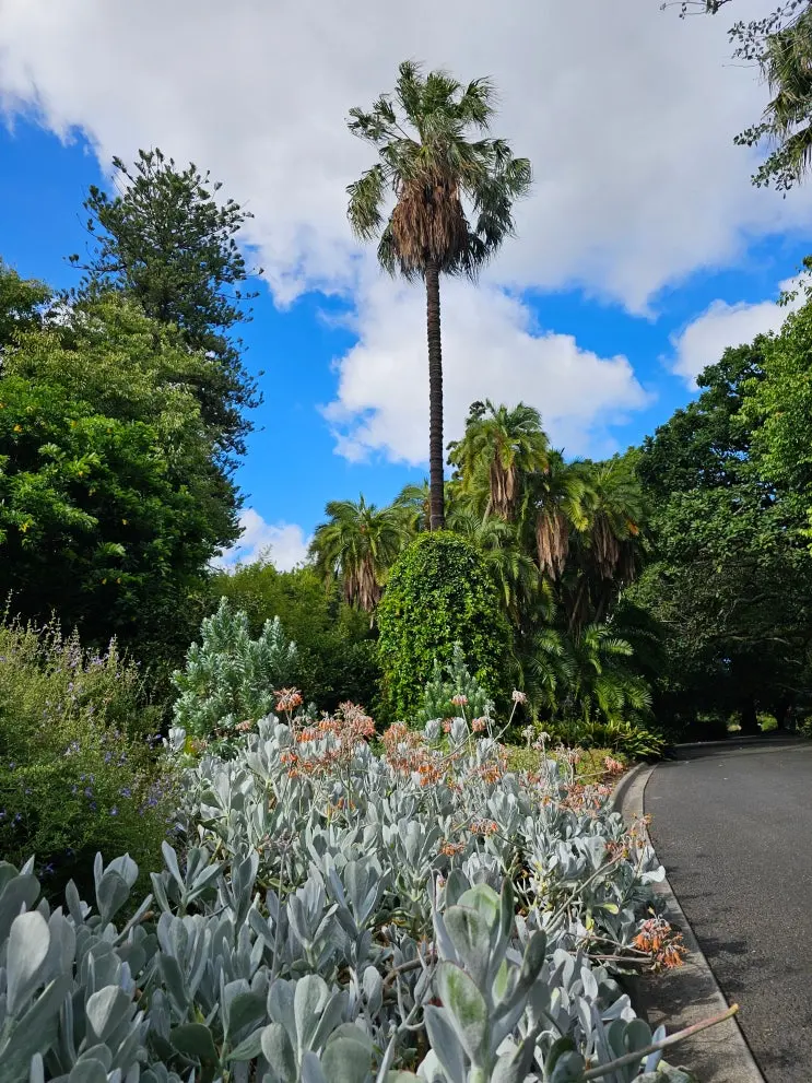 二月澳洲墨爾本自由行 | 皇家植物園慢跑路線推薦