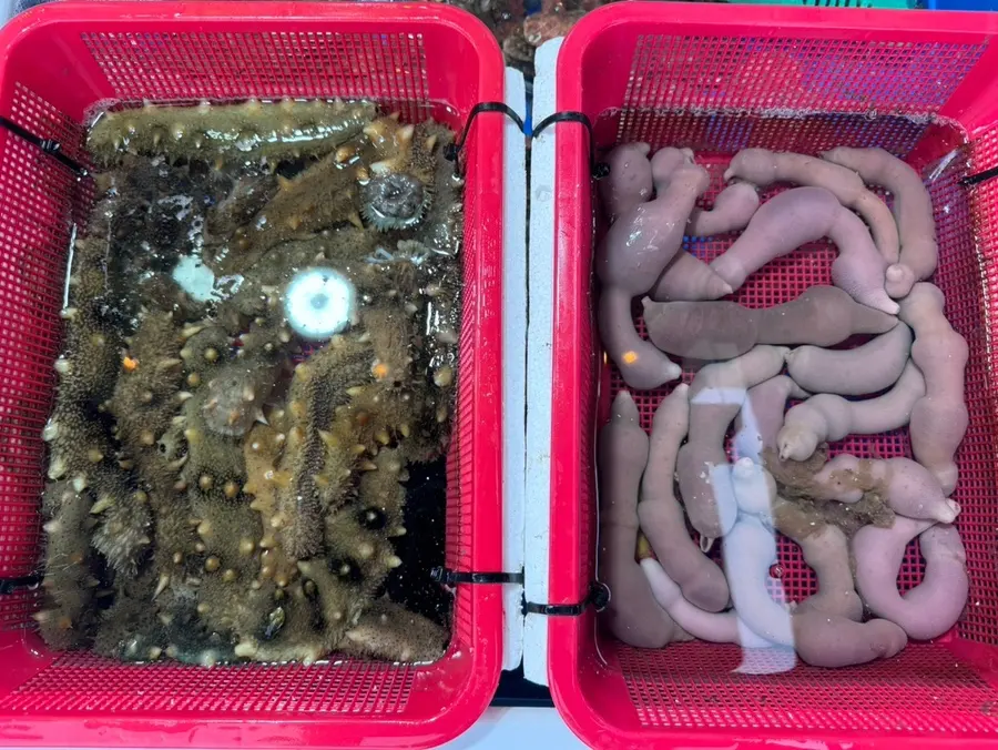 Sea Cucumber