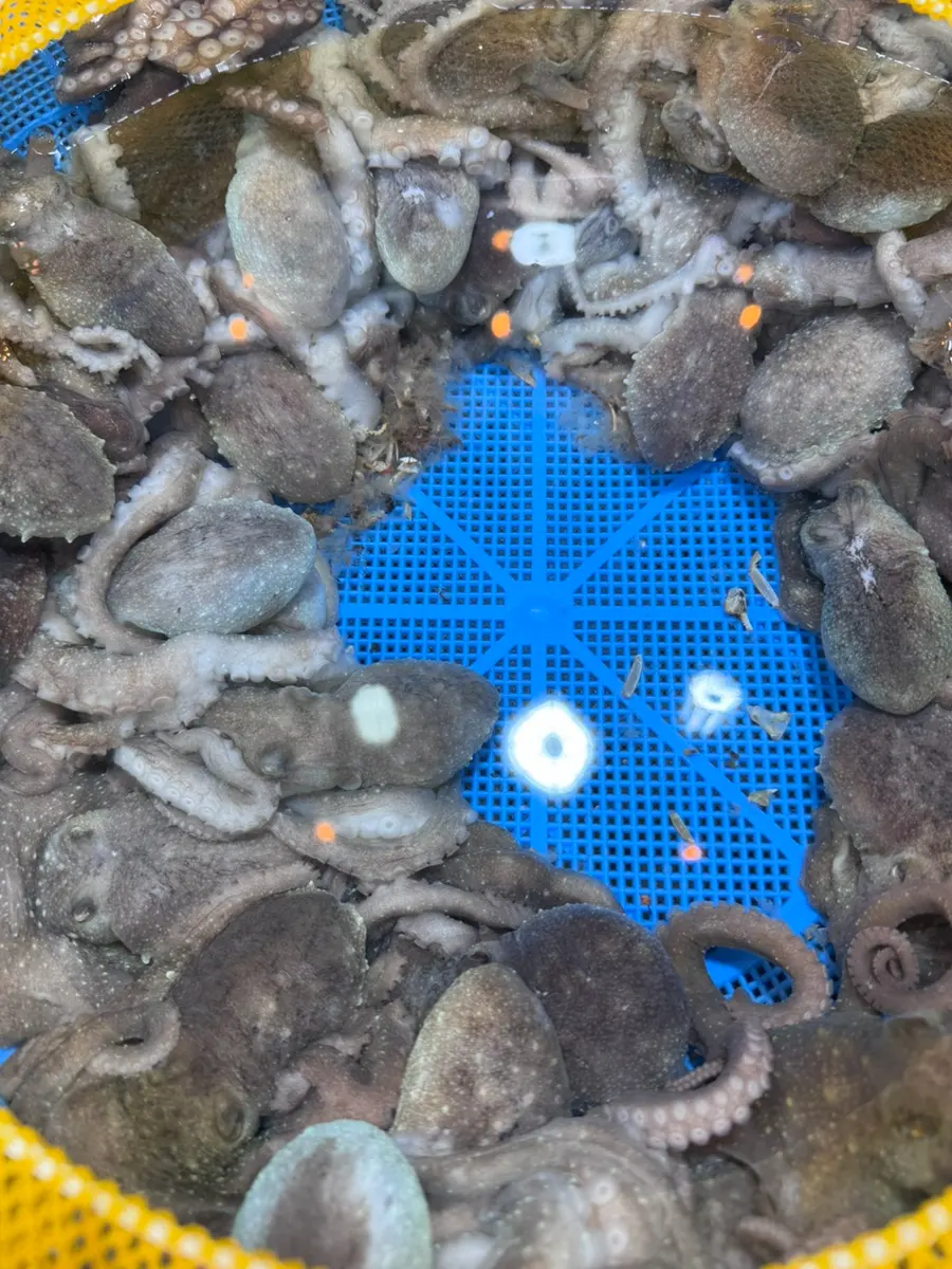 Live Octopus