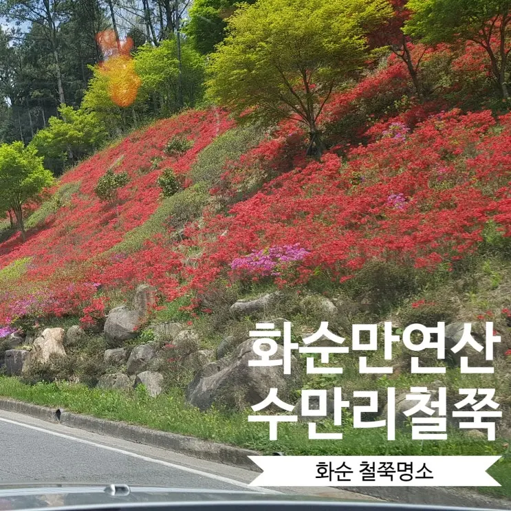 和順萬淵山杜鵑花公園：從水滿里綿延至安養山的杜鵑花徑