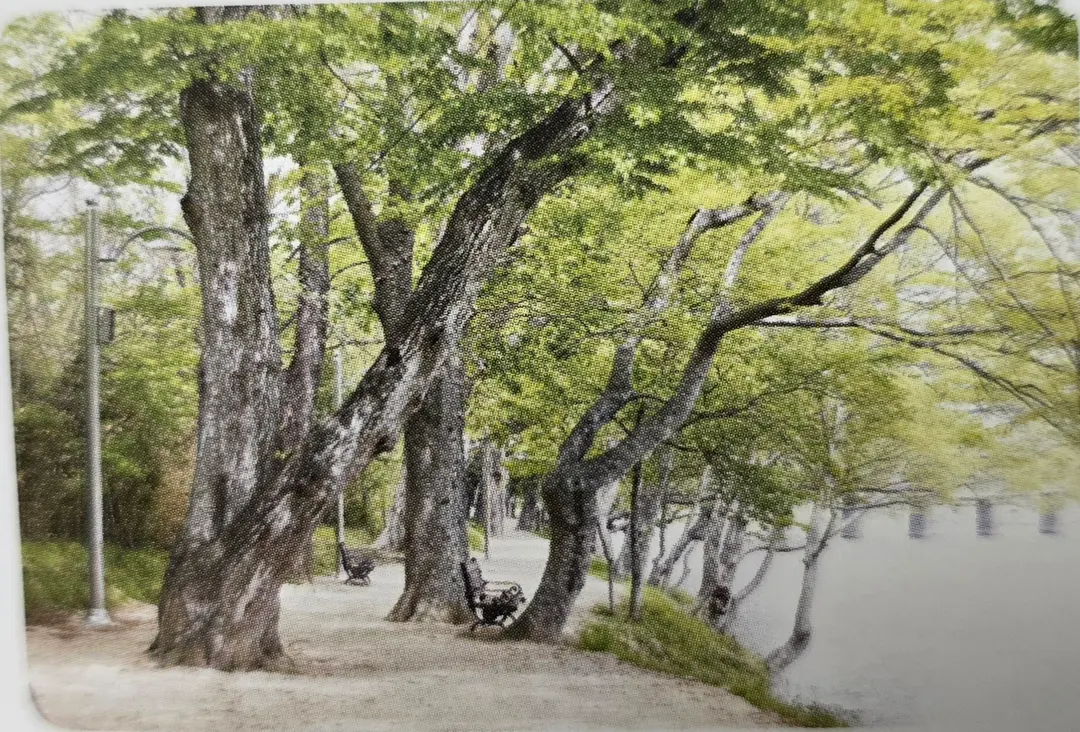 蓮屯里林蔭道古樹