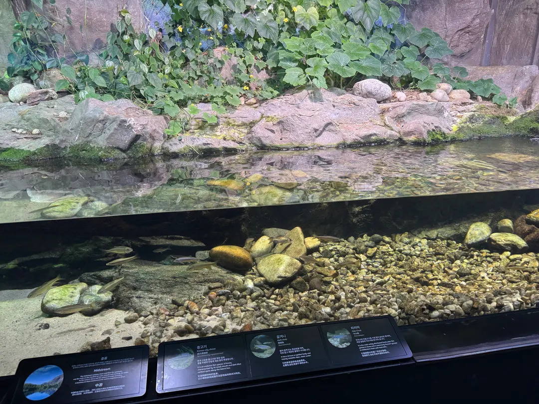 Our Native Fish