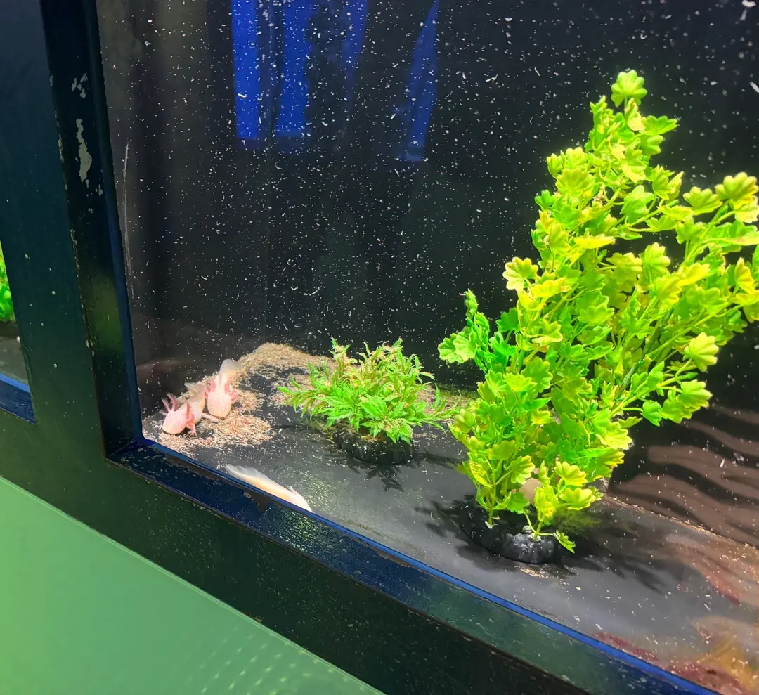 Axolotl