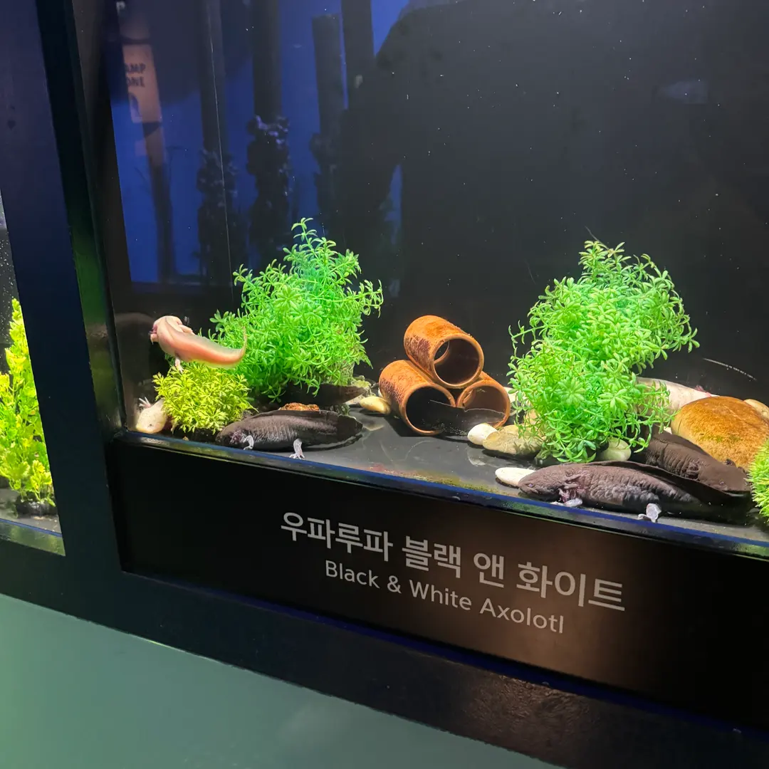Axolotl