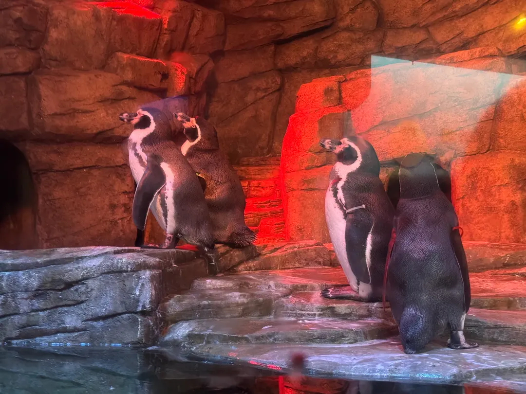 COEX Aquarium Penguins