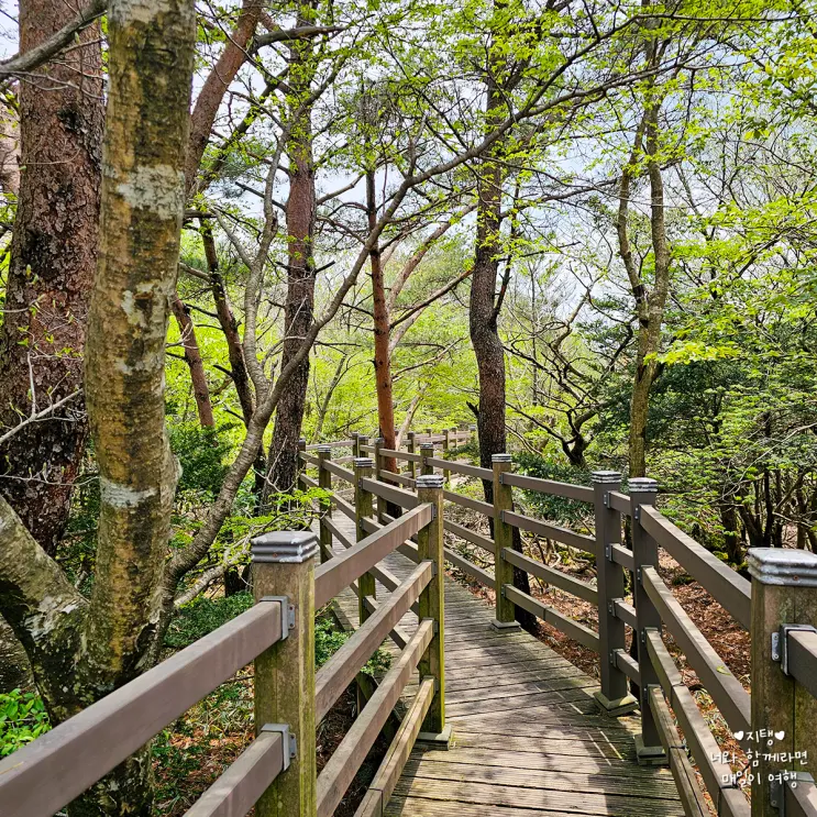 Recommended Jeju Spots in May & June: Hallasan's 1100 Altitude Wetland Nature Trail