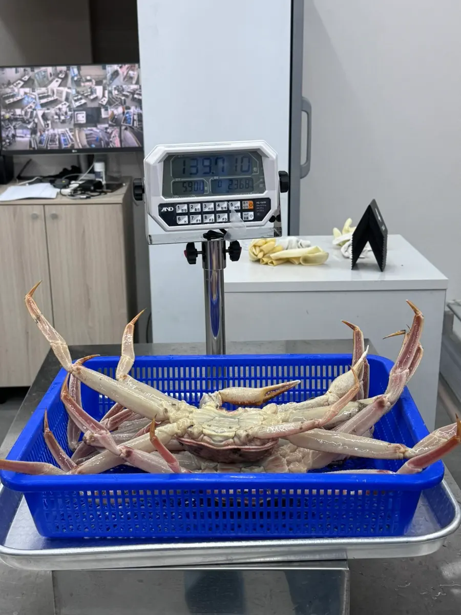Weighing the crabs on the scale