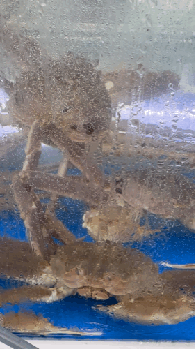 Active crabs in the tank