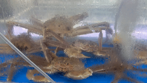 Clean fish tanks filled with snow crab