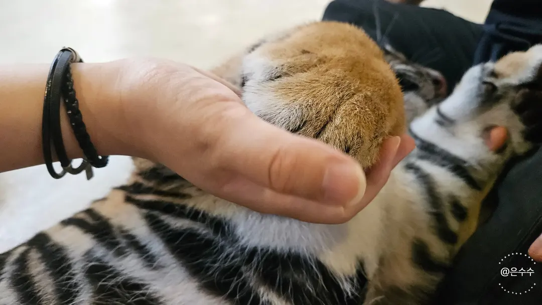 芭達雅老虎園觸摸幼虎