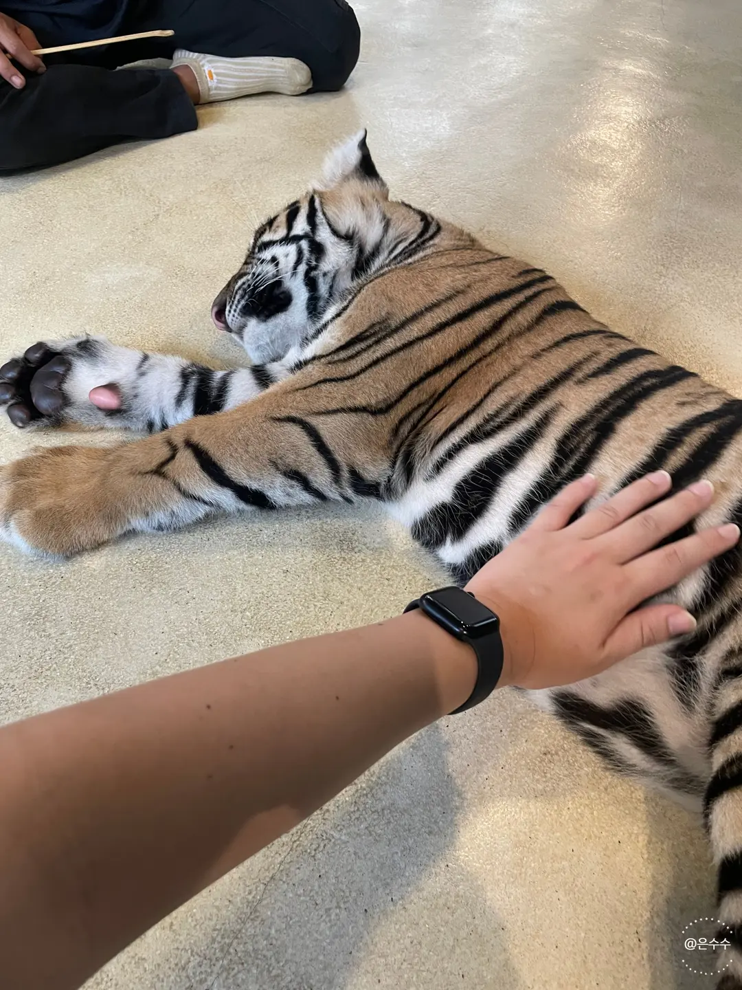 芭達雅老虎園睡覺中的老虎