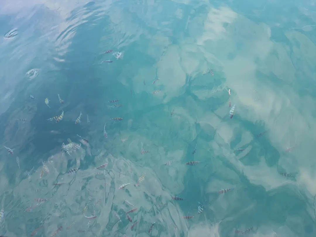 Plenty of fish to be found