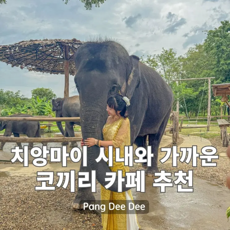 치앙마이 코끼리 카페 추천, Pang Dee Dee에서 특별한 추억 만들기