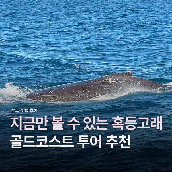 골드코스트 혹등고래 투어 시기 언제? 씨월드 크루즈 할인 팁