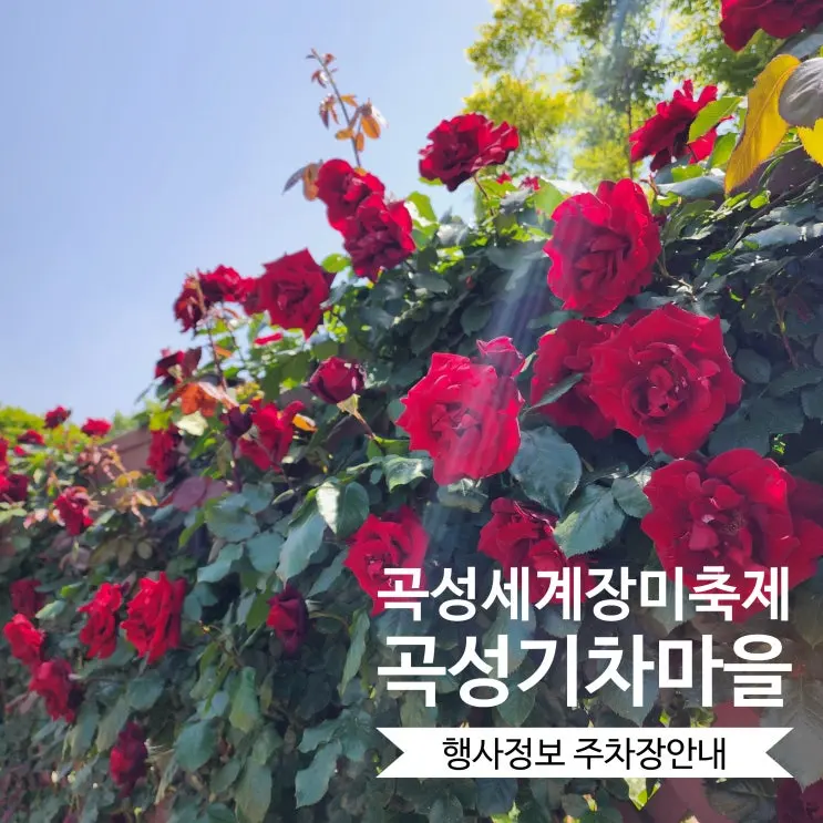 곡성 장미축제 당일치기여행으로 다녀왔어요. 곡성기차마을 장미공원